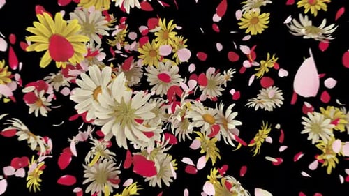 Bursting Flowers and Petals Transition with Alpha Channel