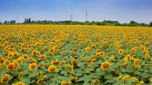 Sunflower plantation for agricultural purposes. Farmlands of seed flowers blossoming in summer.