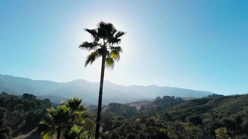 Aerial Shot of A Palm Tree in the Rays of the Sun on the Background of the California Mountains