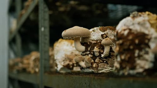 Anbau von Shiitake-Pilzen, Öko-Lebensmittel, Bio-Bauernhof, Vegetarisches Essen, essbare Pilze, Anbau von Plastiktüten