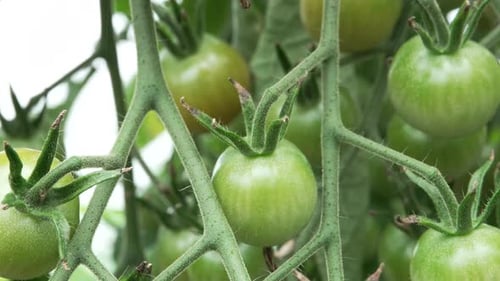 Healthy Cherry Tomatoes Growing In Agriculture Organic Farm. Tracking Shot