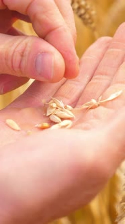 Closeup of Hands Holding Wheat Seeds in a Golden Field Showcasing Agricultural Practices