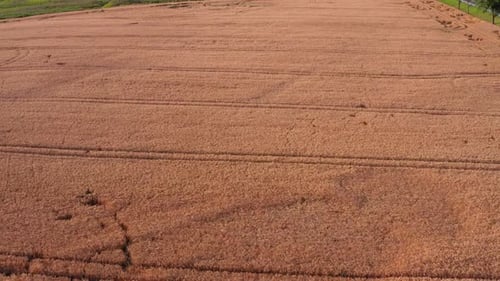 Flight over the wheat field at sunset