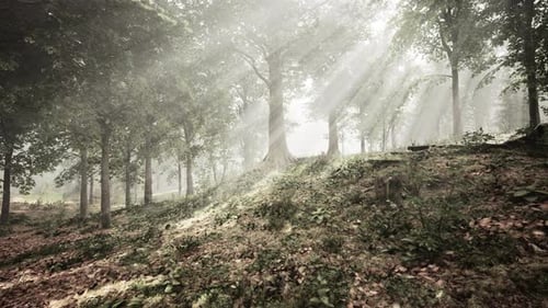 Rays of Sunlight and Green Forest