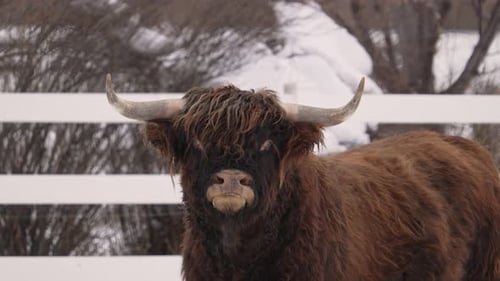 Highland Cow Stands Calmly in Snowy Field