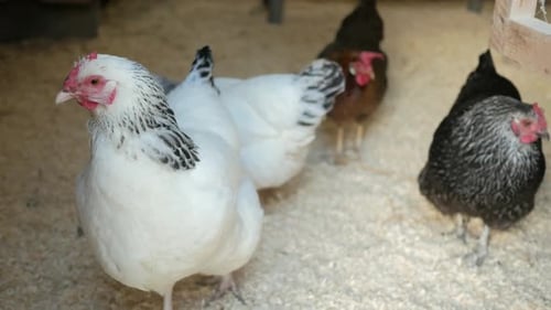 Galinhas em galinheiro, pequeno galinheiro de quintal