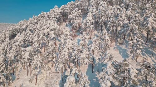 Snowy Forest from Above