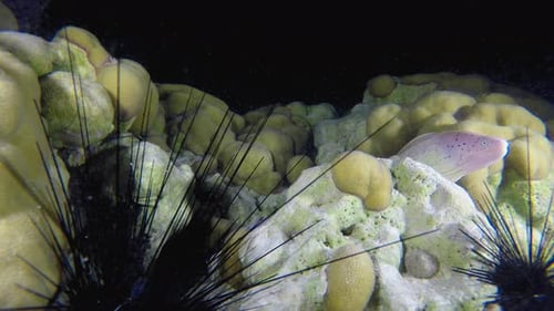 Tropical Grey Moray