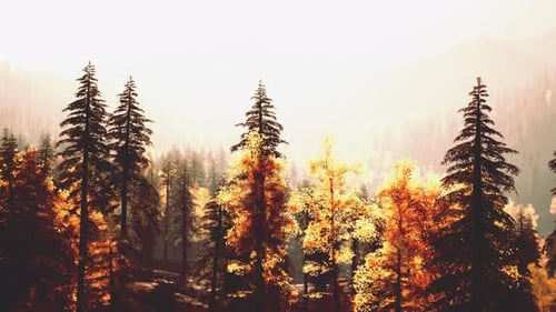 Une forêt remplie de grands arbres, magnifique coucher de soleil