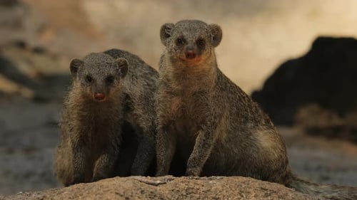Tres mangostas en lo alto de una roca mirando a su alrededor y oliendo aire, en la sombra, a la luz del día