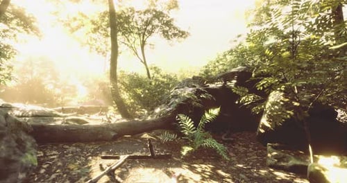 Sunlight Filters Through Lush Greenery in a Serene Forest Setting