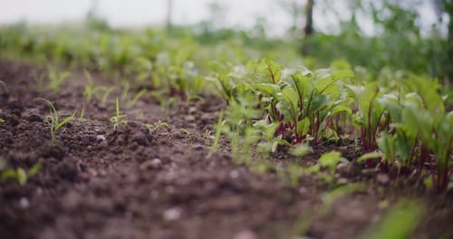 Healthy Red Beet Seedlings Ecological Food Cultivation Without Pesticides