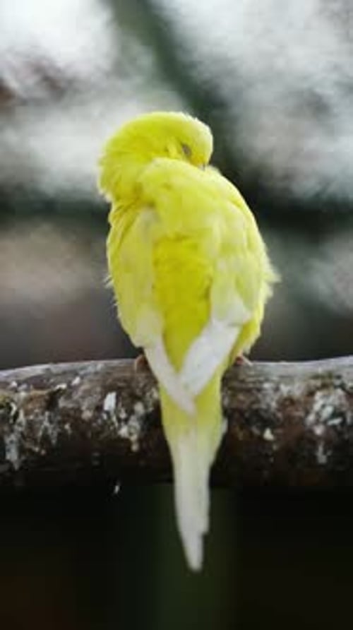 Belle perruche colorée sur une branche