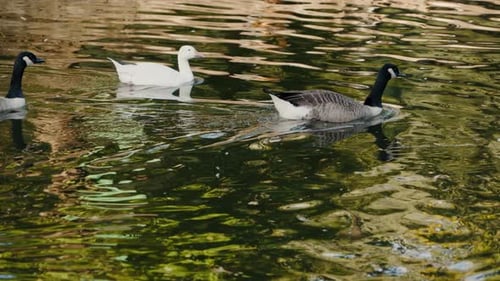 Ducks and Geese Glide Across Reflective Pond in Slow Motion