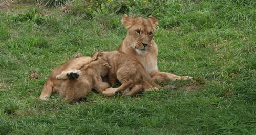 African Lion, panthera leo, Female and Cub Suckling, Real Time 4K