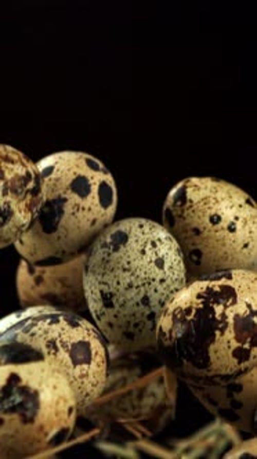 Quail Eggs Fly Up with Hay Filmed on a Highspeed Camera at 1000 Fps