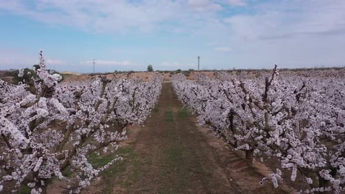 Blossoming peach tree in spring