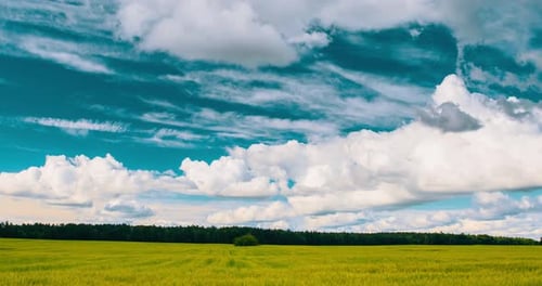 Konzept des Überflusses an Nutzpflanzen Schöne ländliche Landschaft Hyperlapse Übergang von Young Sprout