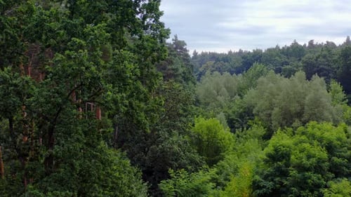 Wunderschöner Wald im Sommer. Grüne Landschaft bei Tag. Atemberaubende Landschaft eines Waldes.