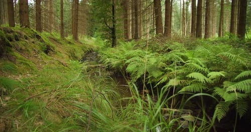 Lush ferns line a forest stream, a tranquil woodland scene full of life. Summer nature landscape clo