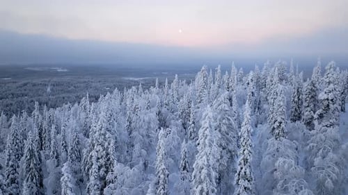 Aerial view over arctic winter forest, dramatic, polar night sky in Lapland