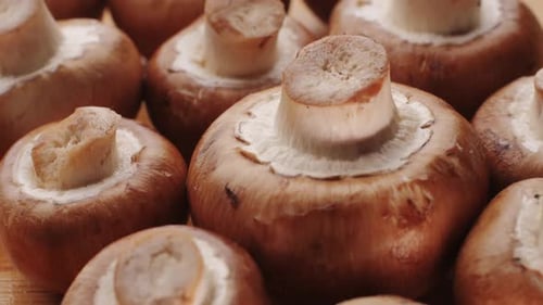 Champignons fraîchement cueillis sur la maison, cuisine, gros plan, texture d'un champignon brun, femme cuisinant délicieusement