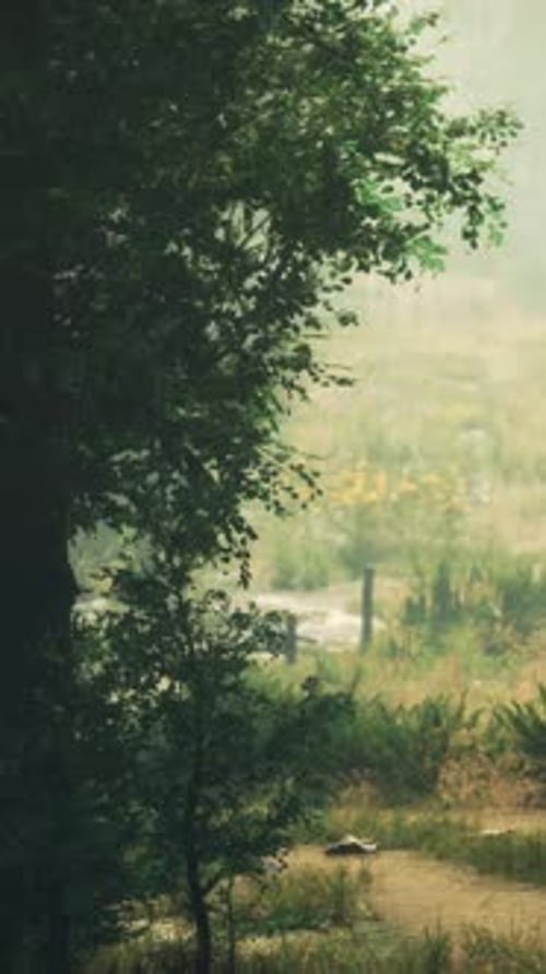 A Scenic Forest Path Surrounded By Tall Trees
