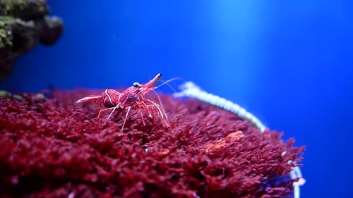 CloseUp of a Shrimp in an Aquarium on Sea Anemone Slow Motion Underwater Cinematic Real Video