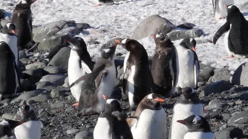 Penguins on the shore