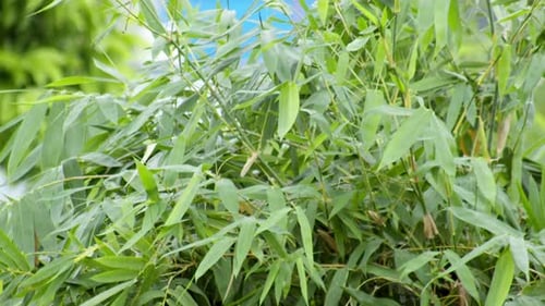 Habitat shot of bamboo leaves swaying as it is gently blown by a soft breeze in a rural area in Thai