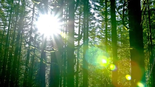 Sun Shine In Forest