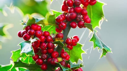 Vidéo en gros plan : un buisson de houx illuminé par le soleil matinal, des feuilles d'un vert vif qui brillent et une bière de Noël