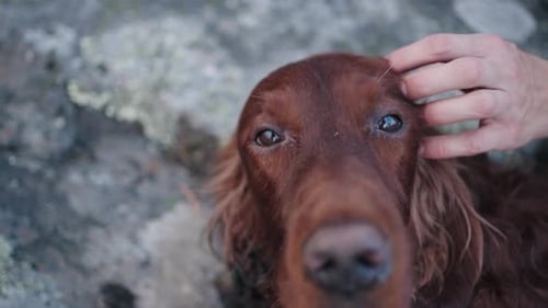 Mann streichelt und kratzt den Kopf eines großen roten Hundes, der auf dem Boden liegt. Das Haustier schaut in den