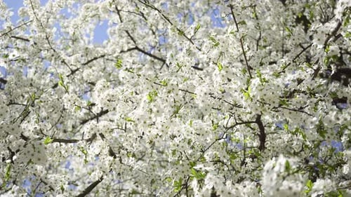 White Blossoms Blooming on a Spring Tree