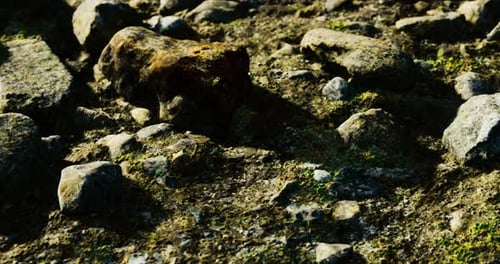 Exploring the Textures of a Vibrant Rocky Landscape in Golden Sunlight