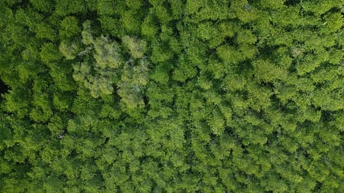 Aerial View of Tropical Forest