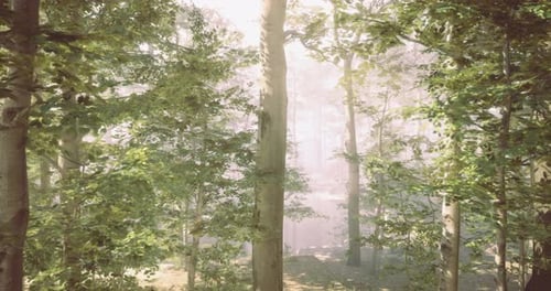 Morning Sunlight Filters Through Dense Trees in a Serene Forest Setting