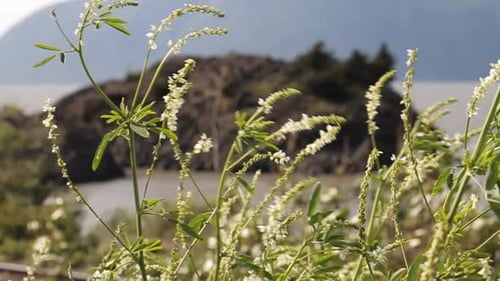 Weiße Blumen wehen im Wind vor der Insel in Alaska