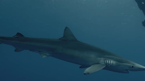 Large Blue Shark with a group of divers in the background swimming through the ocean in slow motion