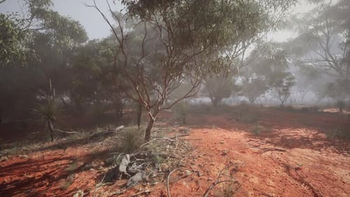Foggy Dirt Road Surrounded By Trees in Australian Bush