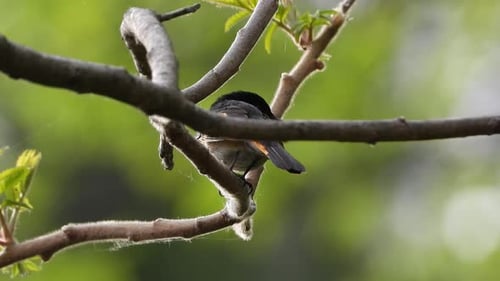 Closeup Of A Male American Redstart Bird Perching On Tree Branch Then Fly Away. Setophaga Ruticilla.