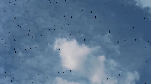 Flock of Birds Flying in Blue Sky
