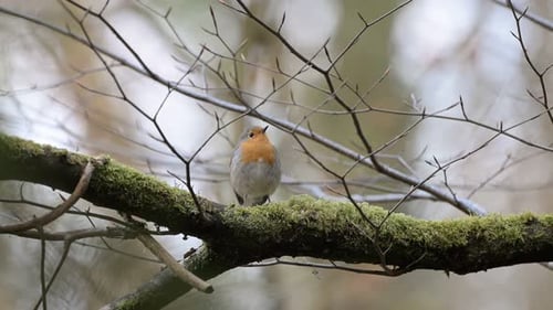 Rotkehlchen sitzt auf einem Ast Uhd