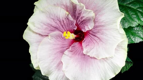 Time lapse of a hibiscus flower blooming
