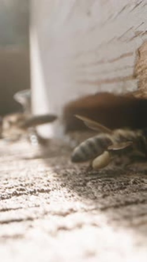 Vertical video. Wooden hive in the apiary, macro shots at the entrance as bees bring nectar.