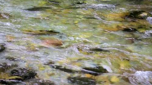 River water flow. Wild mountain stream in the forest, with rocks and stones.