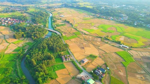 Aerial drone footage of rice field and farmer village
