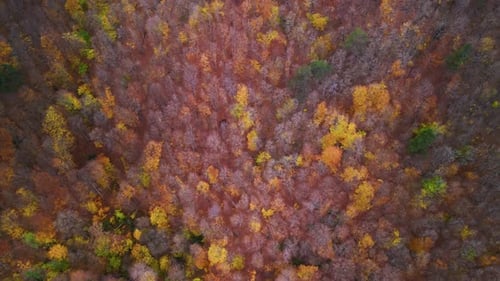 Vista aérea del bosque otoñal 4k