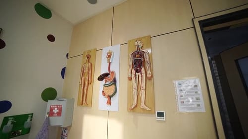 Educational model for human anatomy at school
