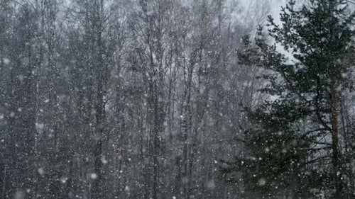 winter forest in snowy weather